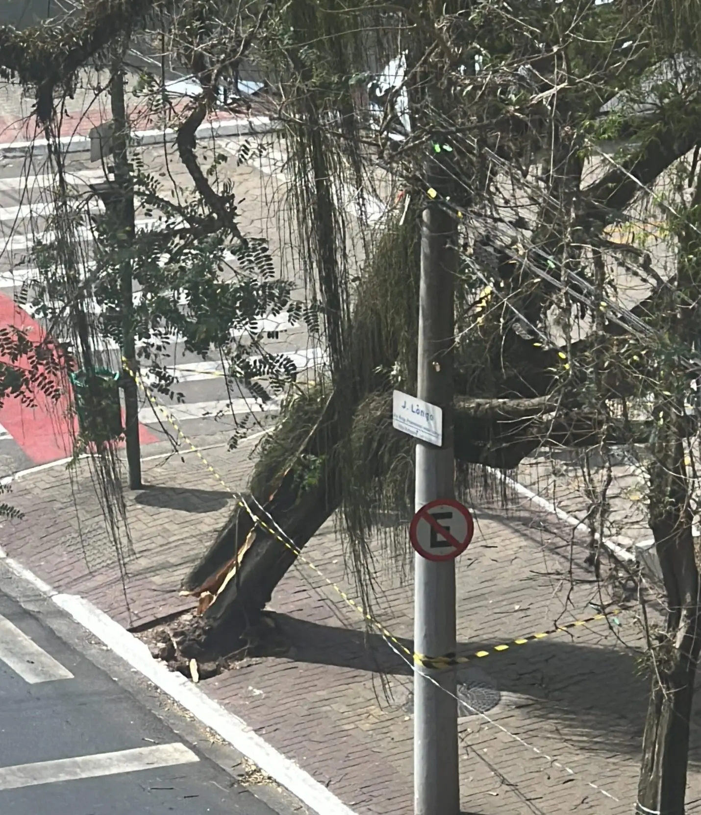 Árvore tomba na avenida José Longo em cima do Procon