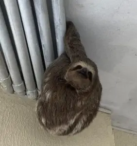 Bicho-preguiça é resgatado em condomínio de Caraguatatuba