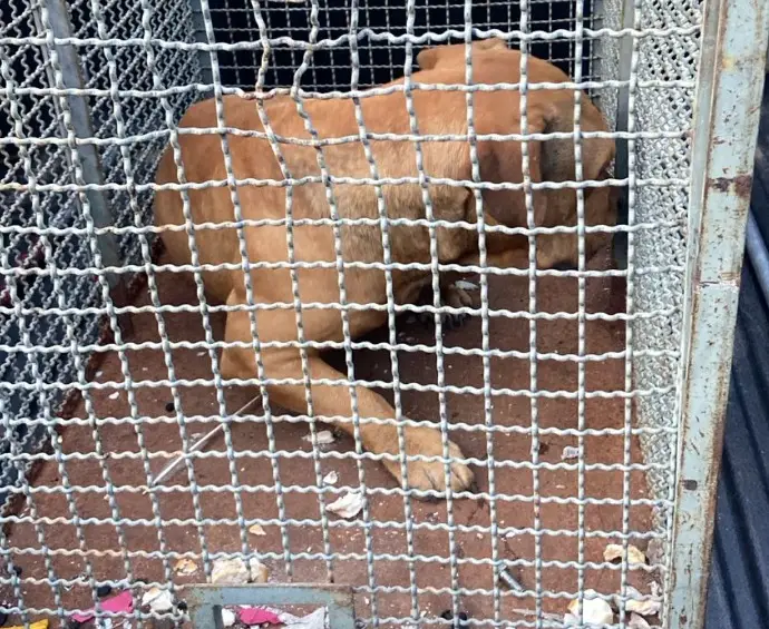 Bombeiros capturam pitbull agressivo em Caraguatatuba!