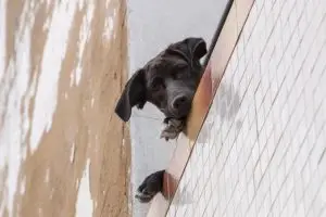 Convivência responsável com pets no Jardim Aquarius exige cuidados como higiene nas calçadas e segurança em sacadas.
