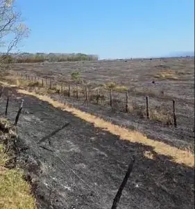 Queimada destrói área de 12 campos de futebol às margens da Estrada Velha