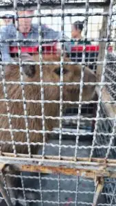 Bombeiros capturam capivara que mordeu cão em condomínio de São Sebastião