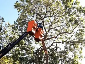 Serviço de poda de árvores chega ao Parque Novo Horizonte em São José dos Campos