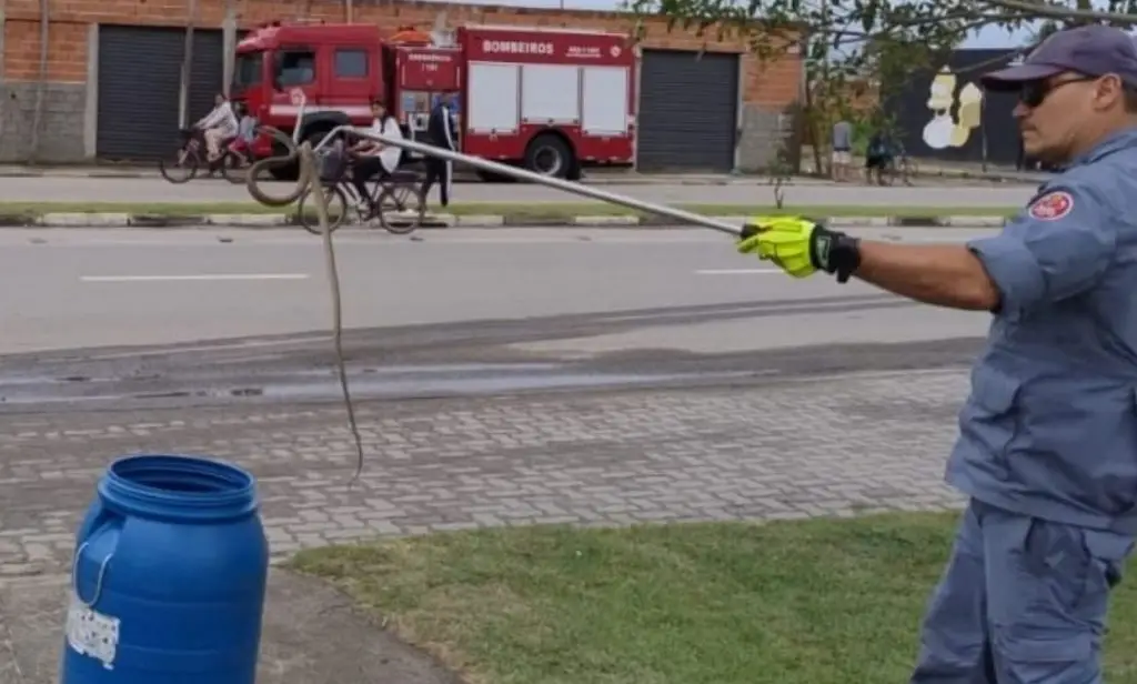 Cobra é capturada em árvore no Perequê-Mirim, em Caraguá