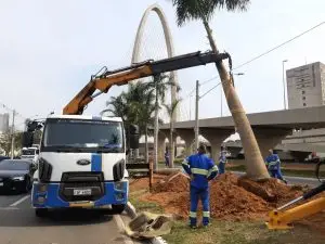 Palmeiras imperiais são replantadas na avenida Jorge Zarur