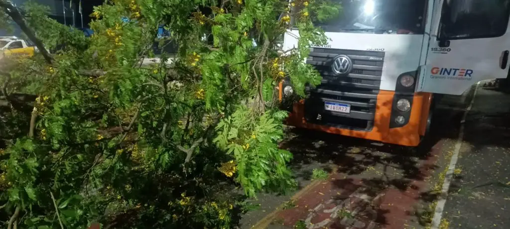 São José dos Campos, trânsito, árvore caída, avenida São João