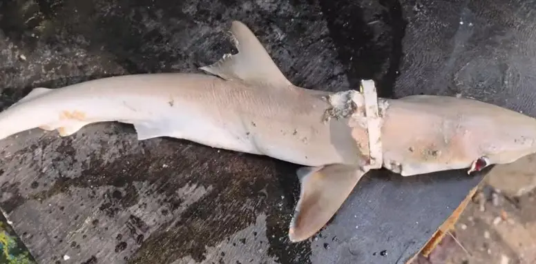 Tubarão morto com argola de plástico em Ubatuba expõe impacto do lixo