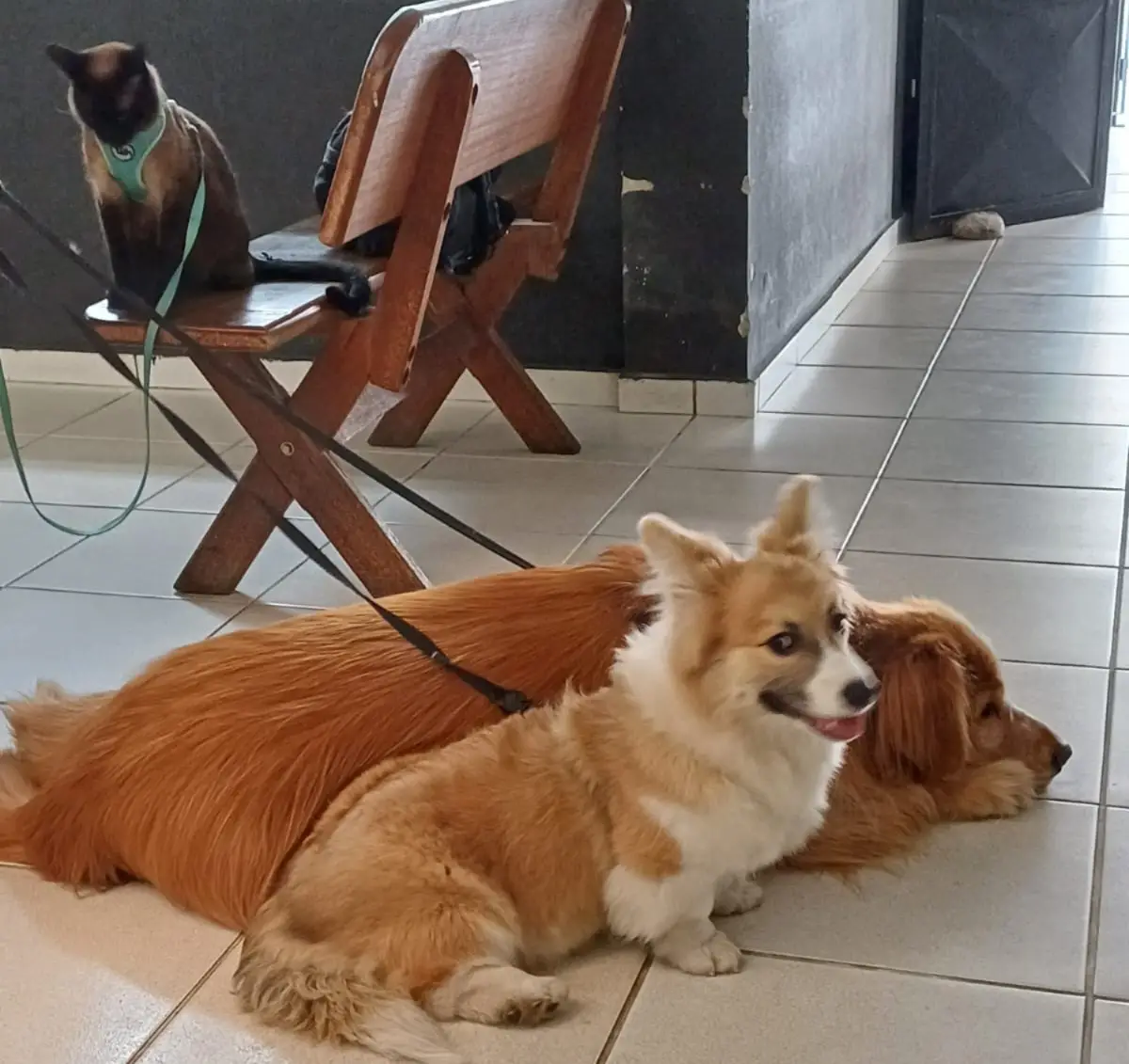 Motorista, com CNH suspensa, é preso por maus-tratos a animais na Via Dutra em Pindamonhangaba