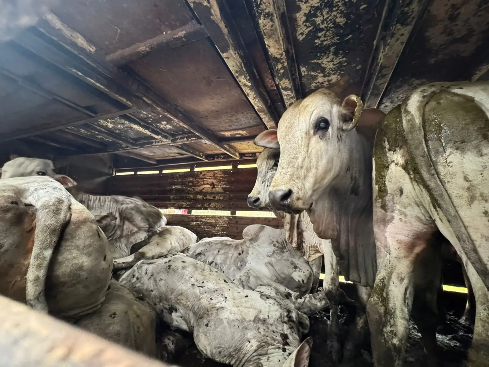 Polícia Ambiental flagra maus-tratos a gado na Tamoios