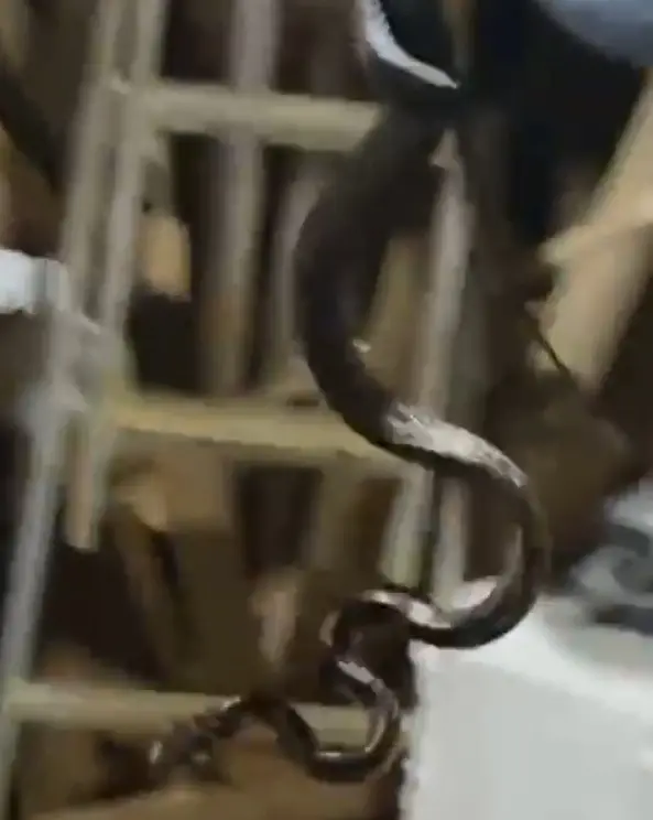 Cobra de grande porte é capturada dentro de casa no bairro da Almada, em Ubatuba
