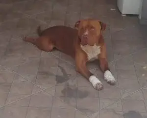 Mulher é multada por arrastar cachorro com carro em movimento em São José