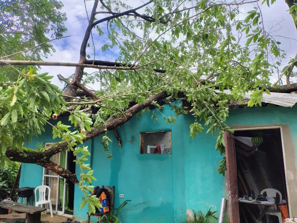 Bombeiros removem árvore caída sobre casa em Ilhabela