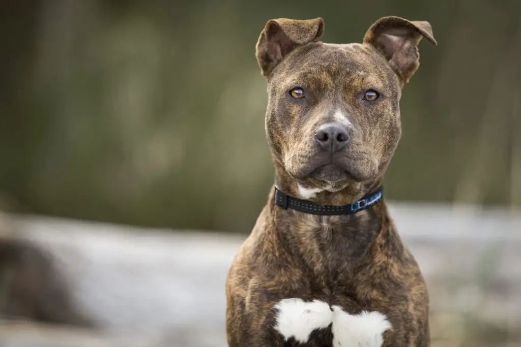 Tutor de cão indenizará vizinhos pela morte de pet
