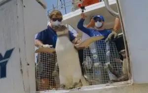 17 pinguins reabilitados são devolvidos ao mar na costa de Ubatuba!