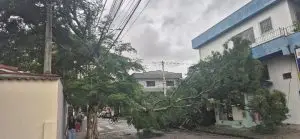 Galho de árvore cai e interdita rua Juazeiro do Norte no Parque Industrial