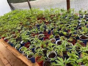 Polícia Civil desmonta grande plantação de maconha com 1.700 pés e prende oito pessoas na divisa entre Lagoinha e São Luiz do Paraitinga