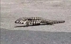 Teiú é flagrado passeando em estacionamento de supermercado no Aquarius