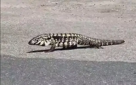 Teiú é flagrado passeando em estacionamento de supermercado no Aquarius
