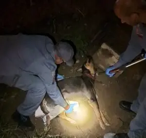 Bombeiros resgatam cachorro atropelado e gravemente ferido em Caraguatatuba