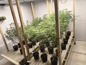 Operação contra o tráfico apreende 74 pés de maconha em Ubatuba!