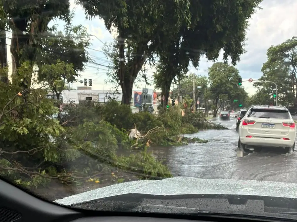 Temporal no fim da tarde provoca alagamentos e quedas de árvores em São José dos Campos