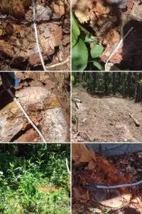 Supressão de 66 árvores leva à autuação e multa de R$ 32,5 mil em área rural de Cunha