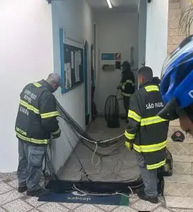 Jaguatirica invade prédio da Sabesp e mobiliza resgate em Ilhabela