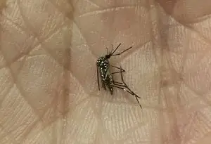 Mosquito Aedes aegypti preocupa moradores do Jardim Esplanada