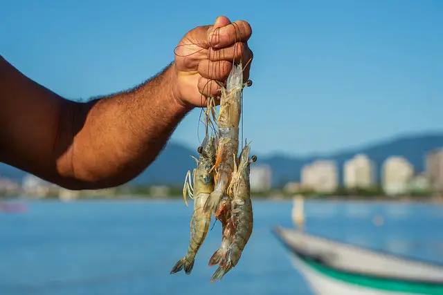 Defeso do camarão começa nesta quarta no Litoral Norte de SP