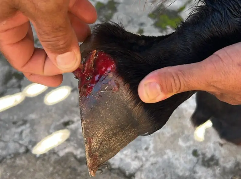 Cavalo ferido leva à prisão de homem por furto e maus-tratos em Cunha