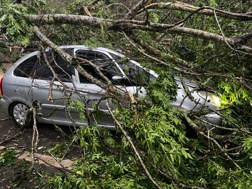 Rodovia SP-50 é interditada após árvore cair sobre veículo em São José