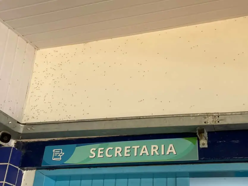 Fumacê no Jardim Aquarius será aplicada nesta sexta (20) após infestação de pernilongos e repercussão entre moradores.