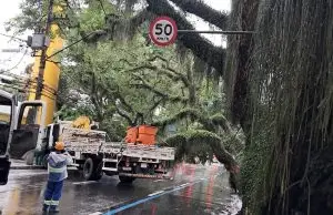 Queda de árvores em São José dos Campos provoca interdições e falta de energia