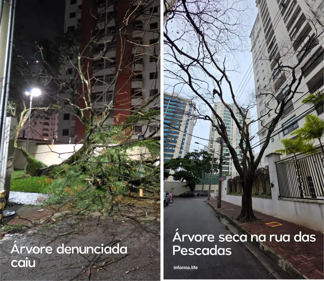 Árvores secas no Jardim Aquarius geram alerta após queda em área verde
