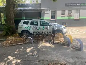 Polícia Ambiental apreende 35 aves silvestres no Campo dos Alemães e aplica multa de R$ 22 mil