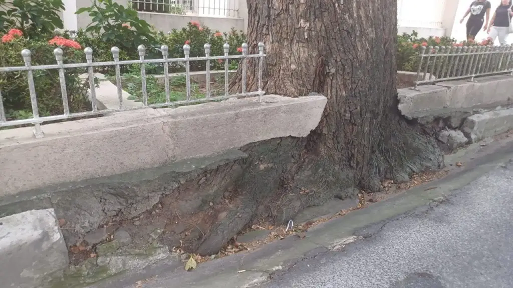 Solicitada por síndicos e moradores, supressão de árvore na Av. José Longo é negada pela prefeitura 