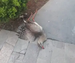 Denúncia à Polícia Ambiental sobre morte de seriema leva à autuação em Taubaté!