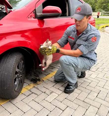 Bombeiros resgatam gato preso em veículo na Vila São Geraldo, em Taubaté