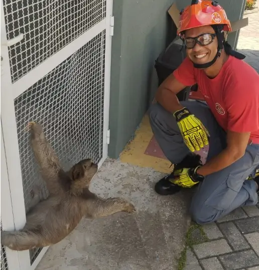Folião mais lento do litoral, bicho preguiça é resgatado na Martim de Sá em Caraguá