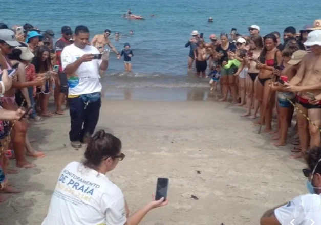 Cena rara no Litoral Norte: Mais de 90 tartarugas-cabeçudas nascem na Praia de Paúba, em São Sebastião
