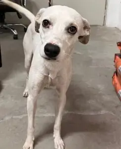 Cadela desaparecida em São José é localizada em Jacareí após dois meses e entregue à família