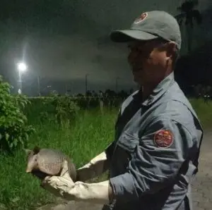 Tatu foi resgatado no quintal de uma casa em Caraguatatuba