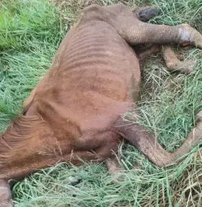 Polícia encontra cavalo em maus-tratos na zona norte de São José dos Campos e aciona resgate
