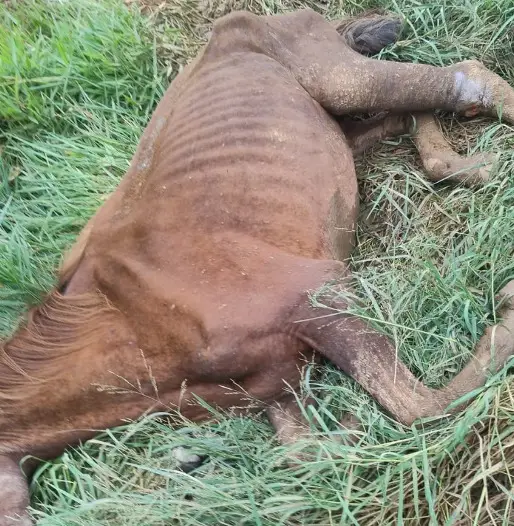 Polícia encontra cavalo em maus-tratos na zona norte de São José dos Campos e aciona resgate