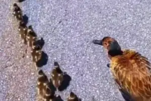 Família de patos mobiliza PRF e trânsito é parado na Via Dutra
