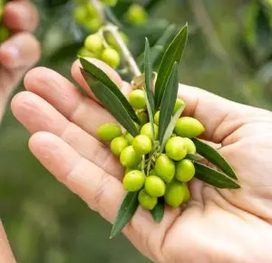 Azeite de Santo Antônio do Pinhal conquista ouro em concurso internacional na Espanha