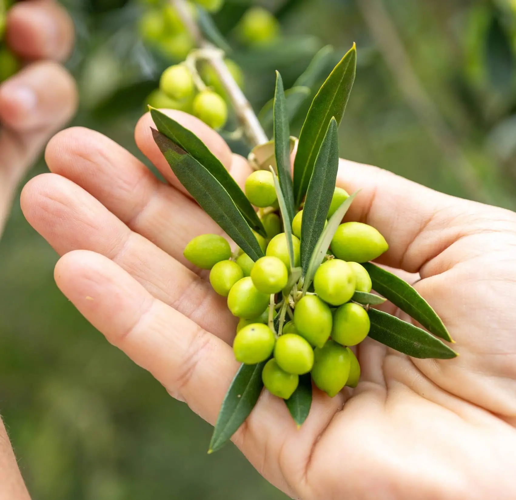 Azeite de Santo Antônio do Pinhal conquista ouro em concurso internacional na Espanha