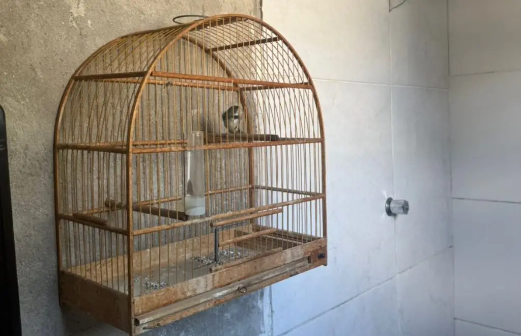 Ave silvestre foi apreendida durante fiscalização da Polícia Ambiental em Tremembé