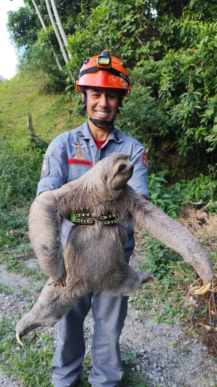 Bicho-preguiça é resgatado após aparecer em avenida no bairro Sumaré, em Caraguatatuba