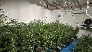 Polícia Civil encontrou cerca de 150 pés de maconha em casa adaptada em Taubaté